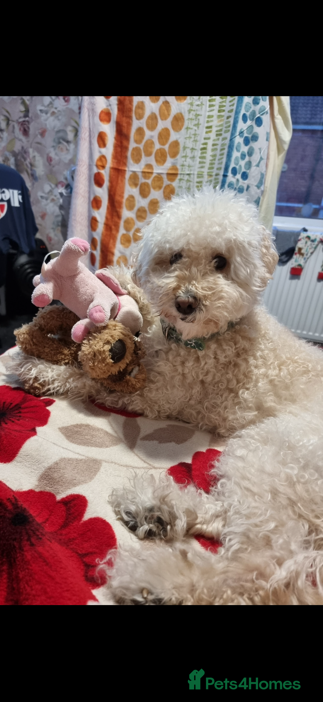 Poodle dogs for sale: Dog Bubu - Image 2