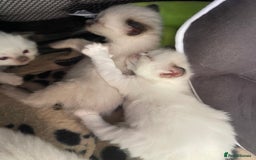 Ragdoll cats for sale: 🩵 Beautiful Ragdoll Kittens Ready at 12 Weeks! 🩵 - Image 29