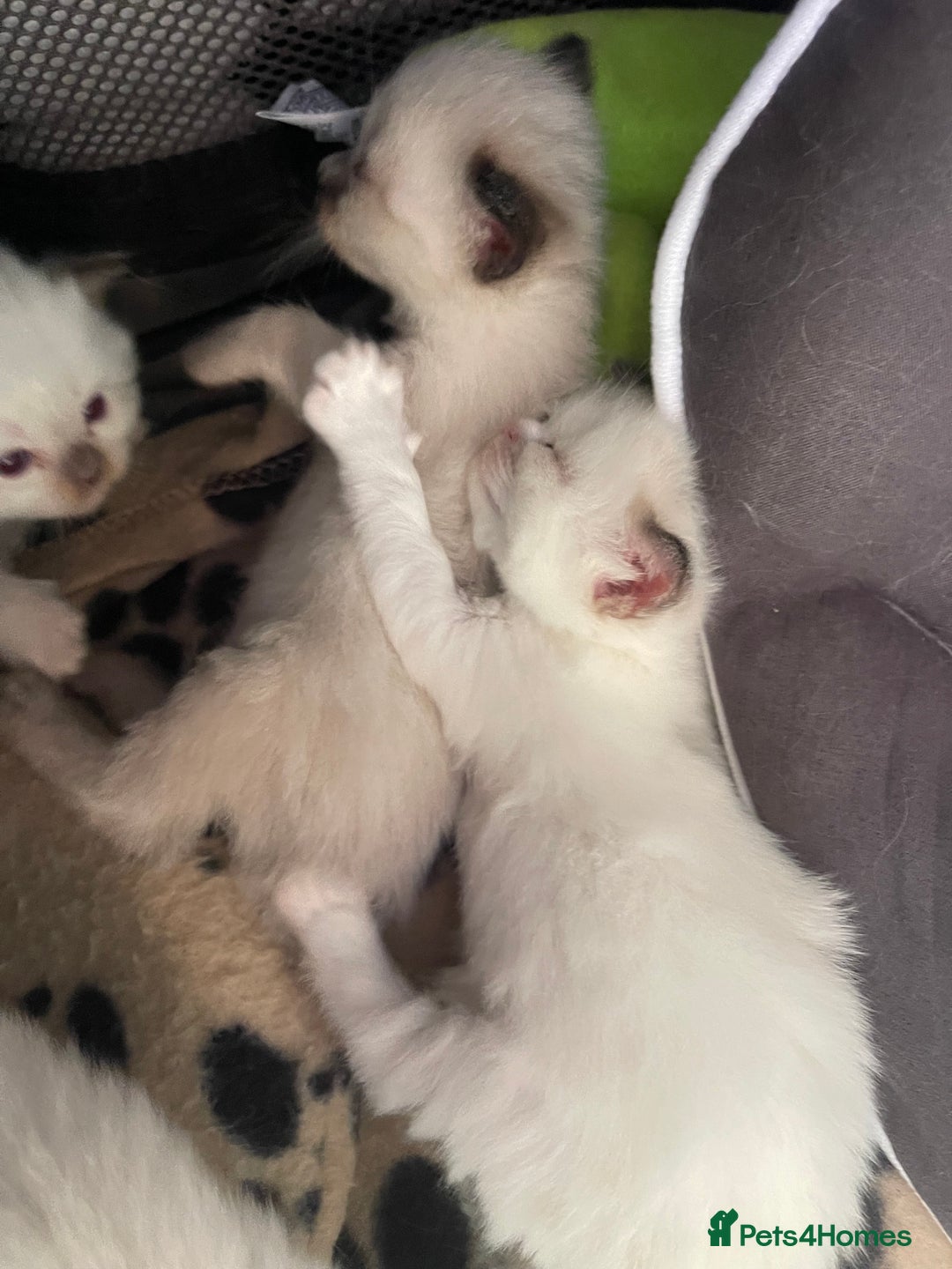 Ragdoll cats for sale: 🩵 Beautiful Ragdoll Kittens Ready at 12 Weeks! 🩵 - Image 29