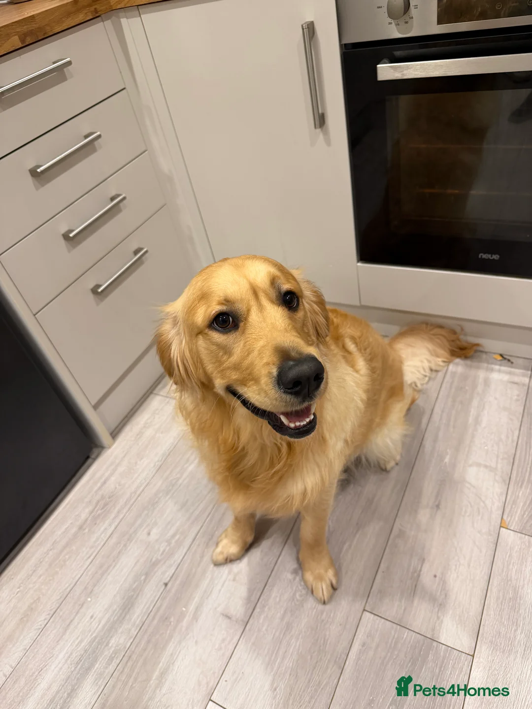 Golden Retriever dogs for sale: Winston  - Advert 2
