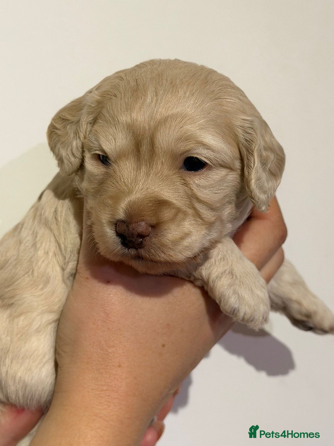 Cockapoo dogs for sale: 🐾 ADORABLE COCKAPOO PUPPIES FOR SALE! 🐾 - Advert 3