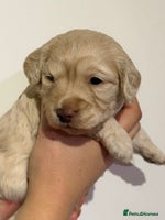 Cockapoo dogs 🐾 ADORABLE COCKAPOO PUPPIES FOR SALE! 🐾 - Advert 4