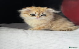 Scottish Fold cats for sale: Scottish Fold Kittens Variety of Colours - Image 29