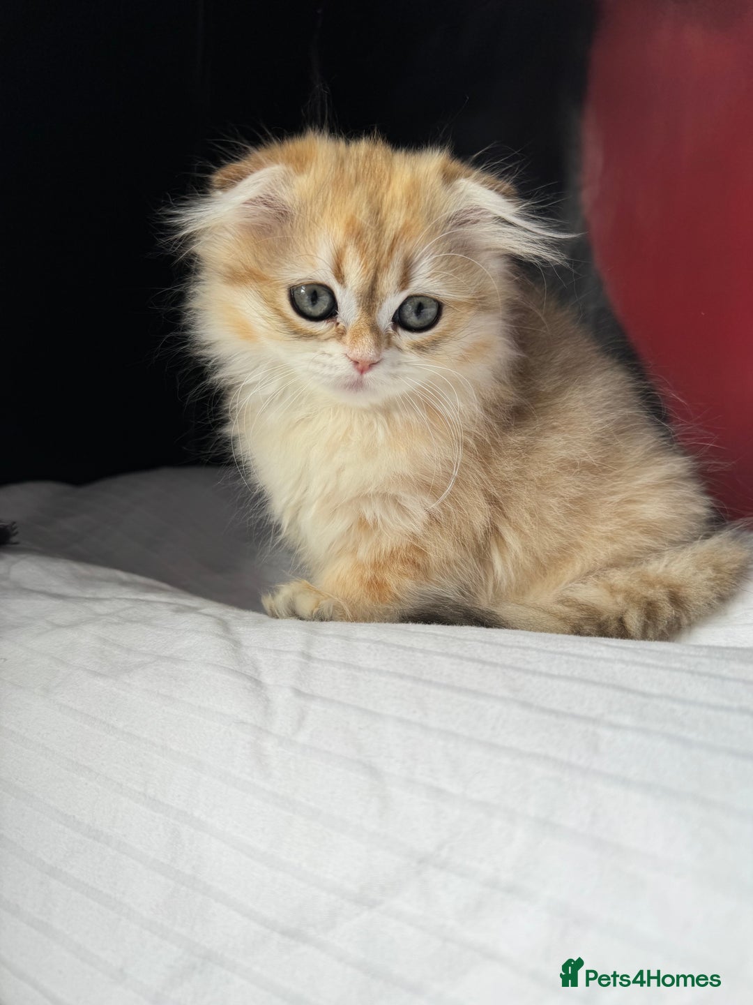 Scottish Fold cats for sale: Scottish Fold Kittens Variety of Colours - Image 29