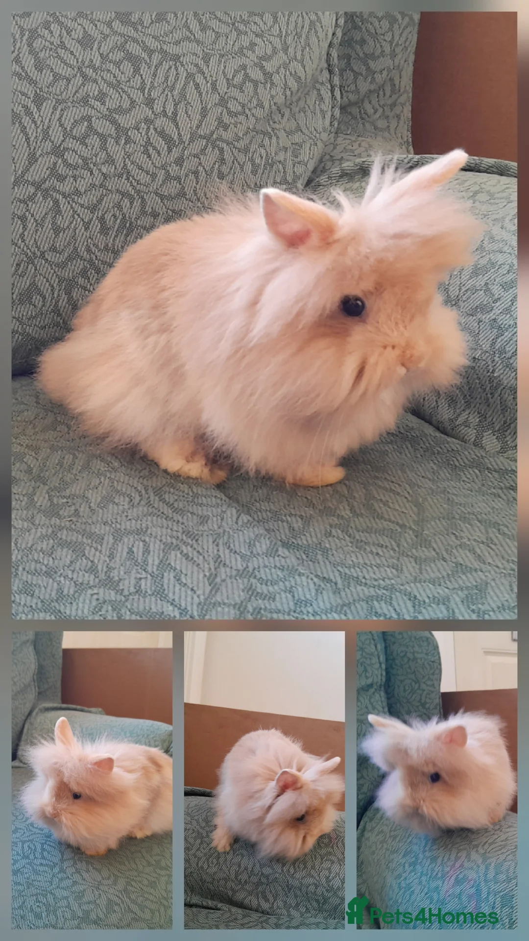 Lionhead rabbits for sale: Lionhead baby rabbits in Norwich - Advert 2