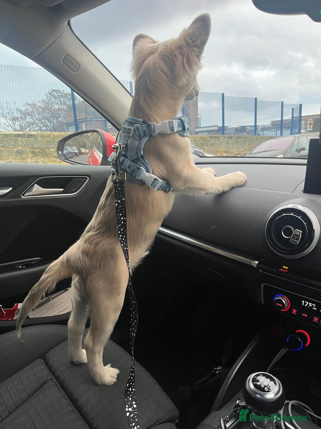 French Bulldog dogs for sale: Fluffy French Bulldog - Advert 5