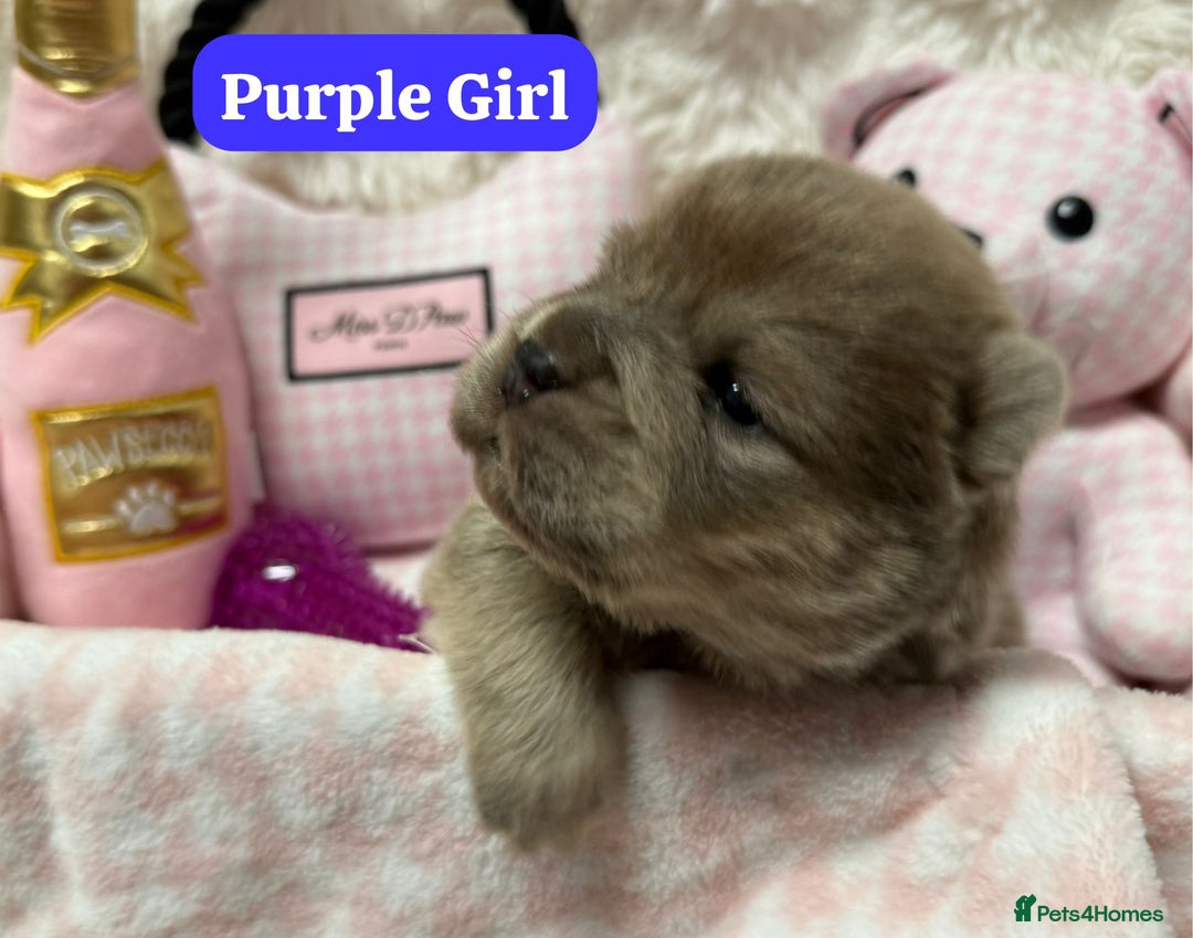 Chow Chow dogs for sale: 🏆 ** Just one Teddy Bear remaining  ** 🏆 - Advert 26