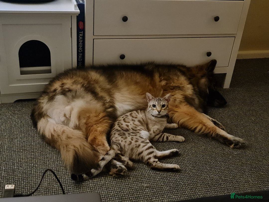 Bengal cats for sale: M+F, 1y Bengals to be homed together or separately - Image 6