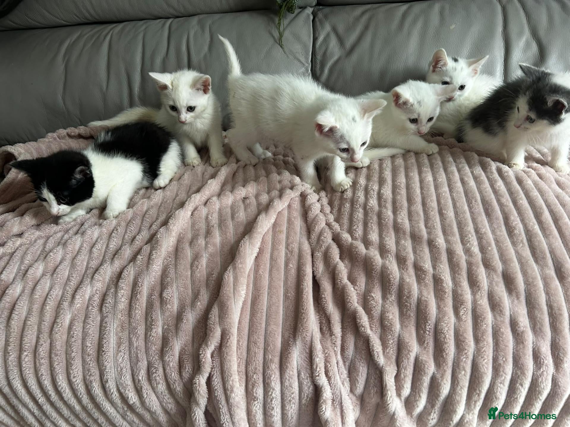 Turkish Angora cats ✨️🌸Stunning Turkish Angora Females✨️🌸 - Advert 1