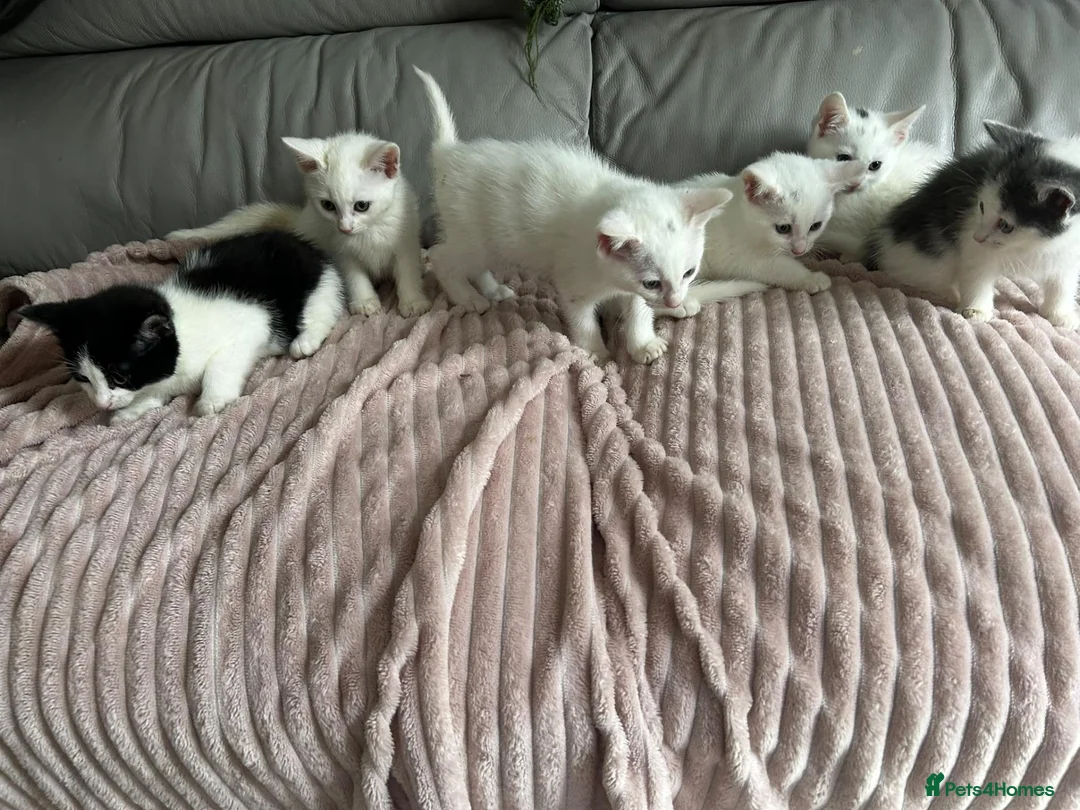 Turkish Angora cats for sale: ✨️🌸Stunning Turkish Angora Females✨️🌸 in Birmingham - Advert 1