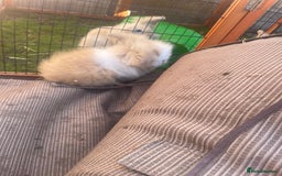 Lionhead rabbits for sale: 4 beautiful lionhead rabbits £35 each - Image 7