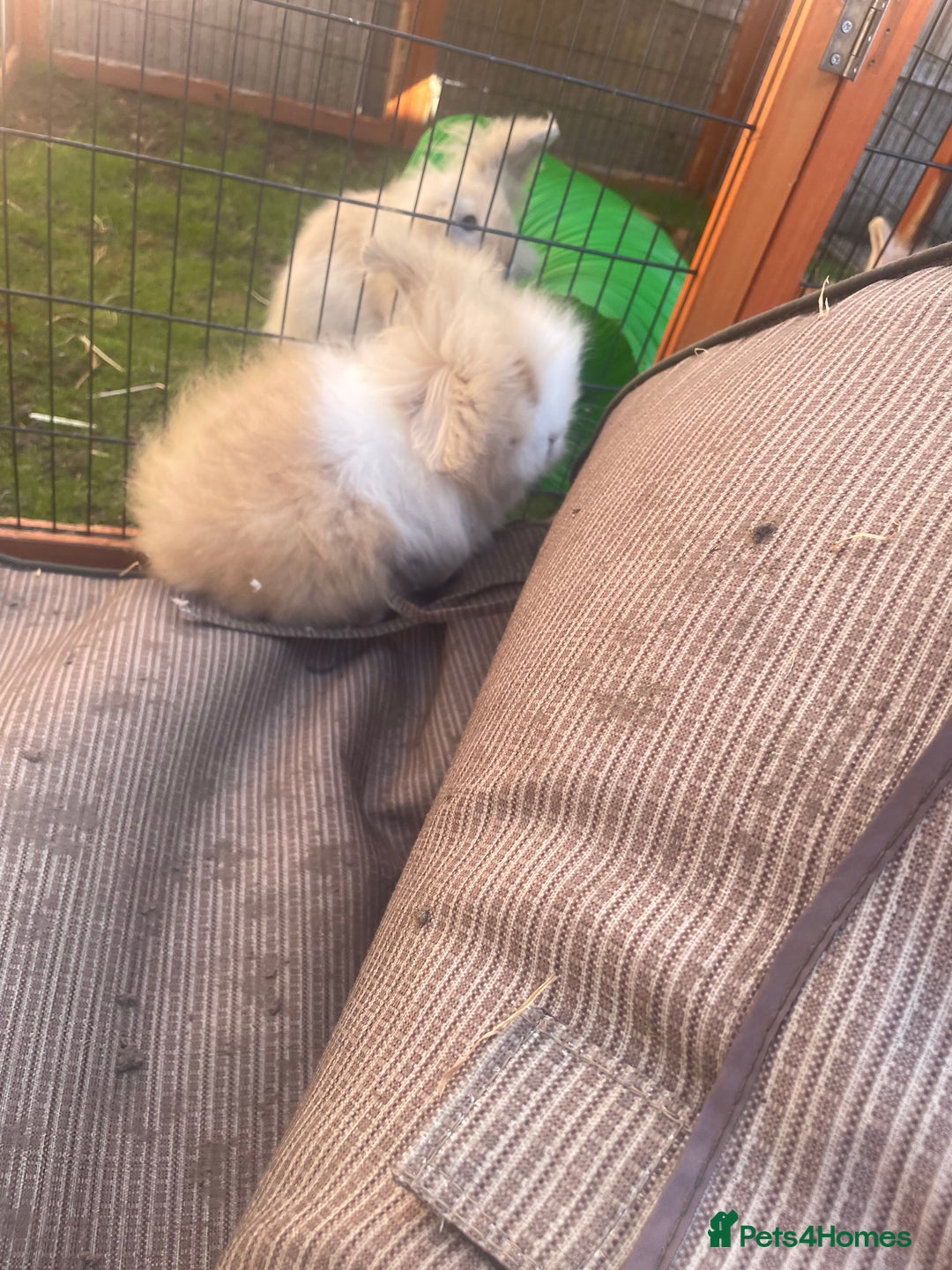 Lionhead rabbits for sale: 4 beautiful lionhead rabbits £35 each - Image 7