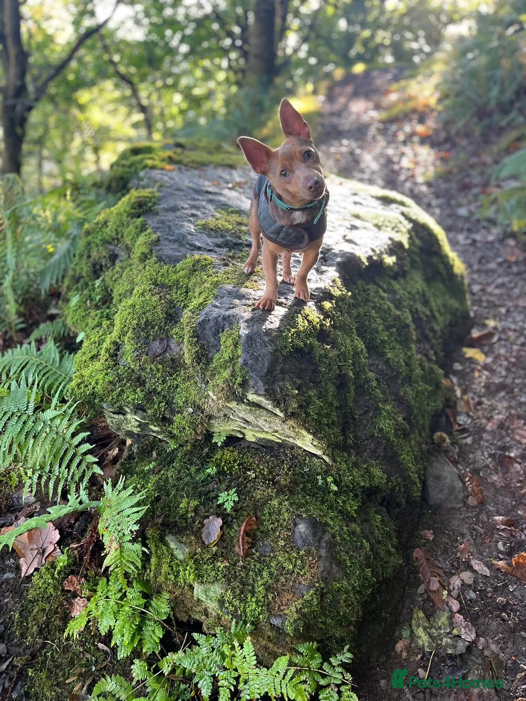 Jack Russell dogs for sale: Mini Jack Russell (f) 18 months old  - Advert 2