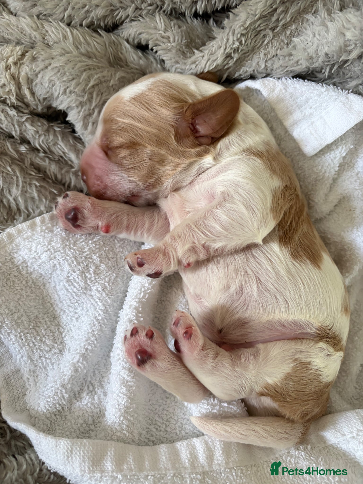Cocker Spaniel dogs for sale: Lexies little litter  - Advert 6