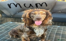 Cocker Spaniel dogs for sale: 7 Beautiful Cocker Spaniel Boys - Image 23