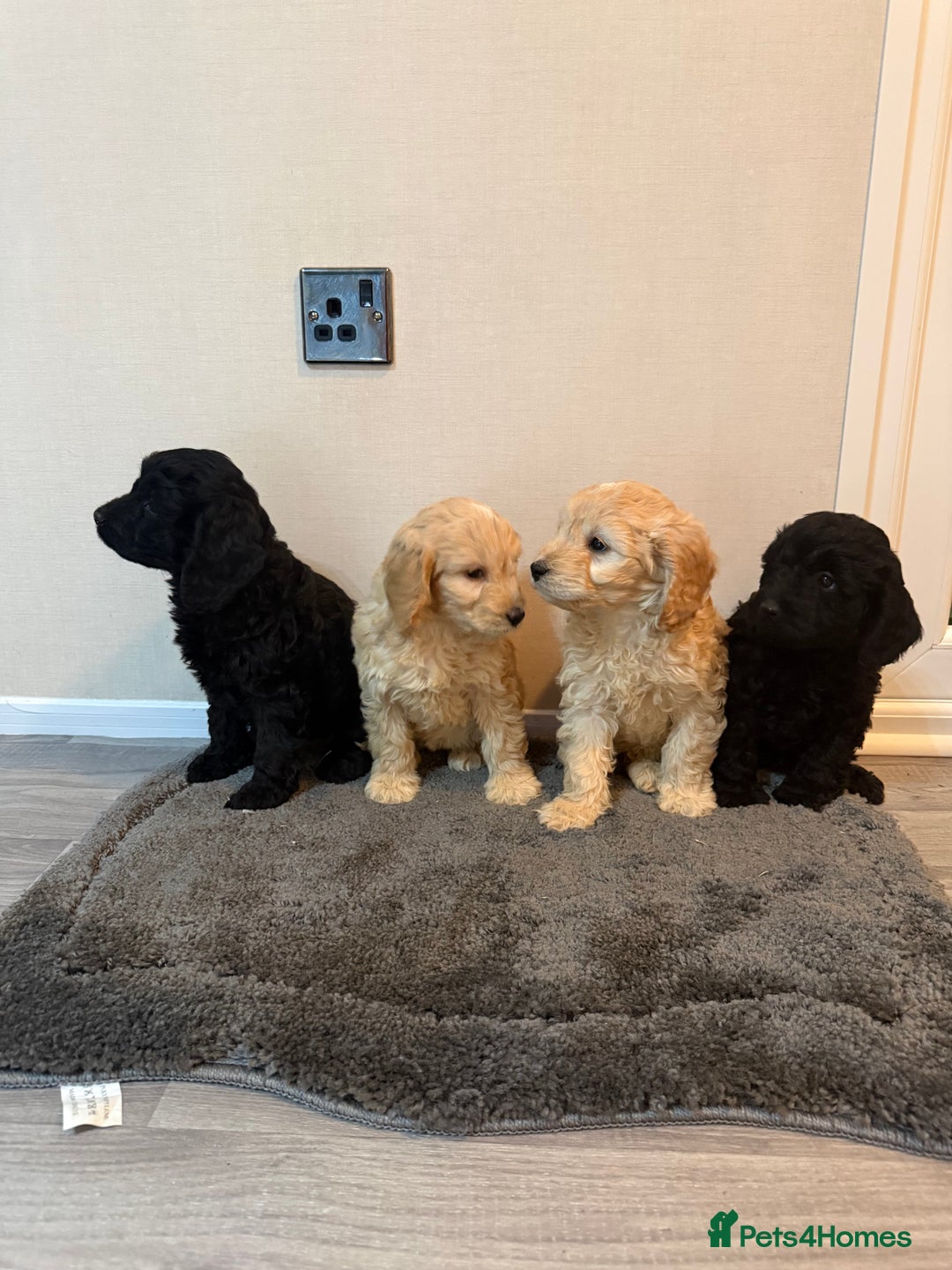 Cockapoo dogs for sale: Cockapoo puppies - Advert 4