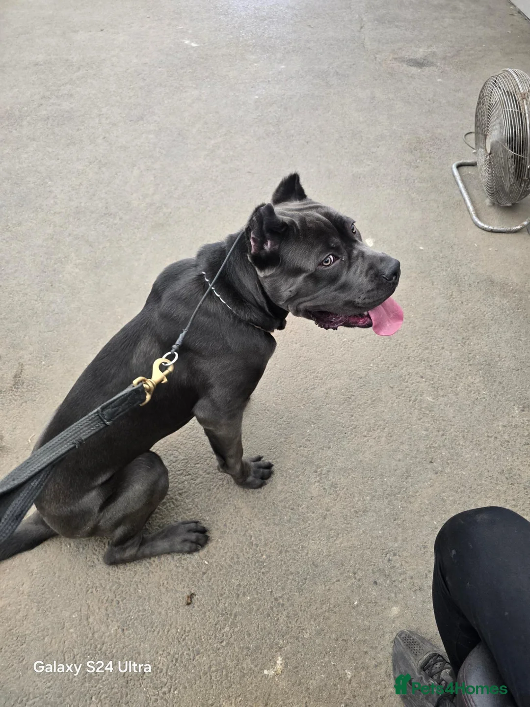 Cane Corso dogs for sale: Titan  in Ashford - Advert 7