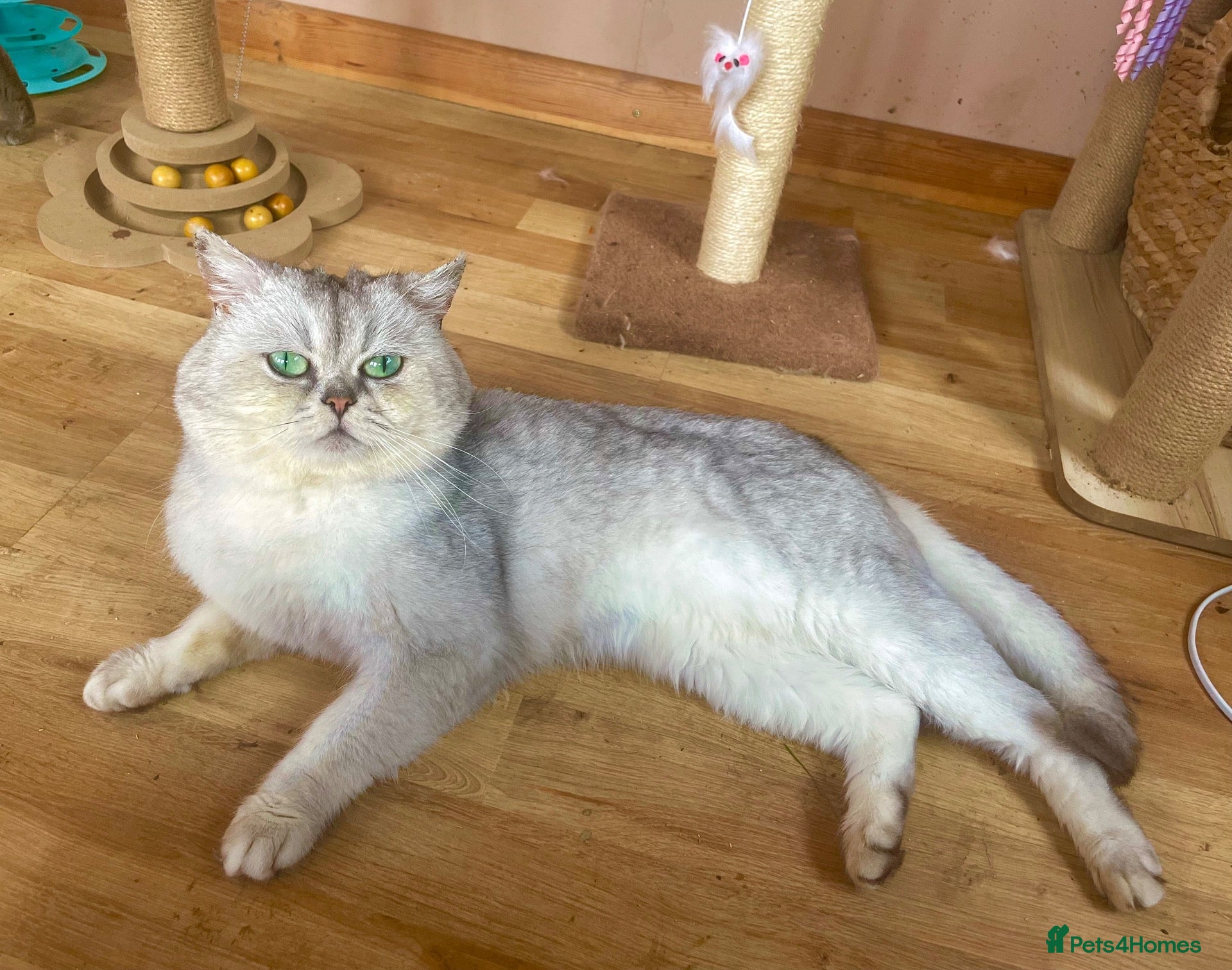 Scottish Fold cats Silver chinchilla Scottish fold male  - Advert 4