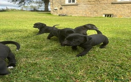 Mixed Breed dogs for sale: Lab x patterdale  - Image 1