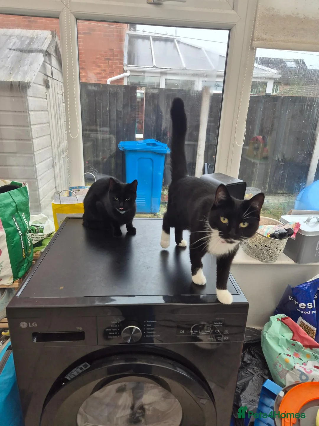 Mixed Breed cats for sale: Two beautiful 1 year old cats. - Advert 4