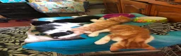 Mixed Breed cats for sale: Beautiful kittens ready for their forever homes  - Advert 14