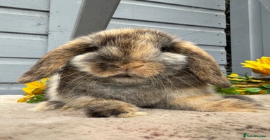 Mini Lop rabbits - Advert 10