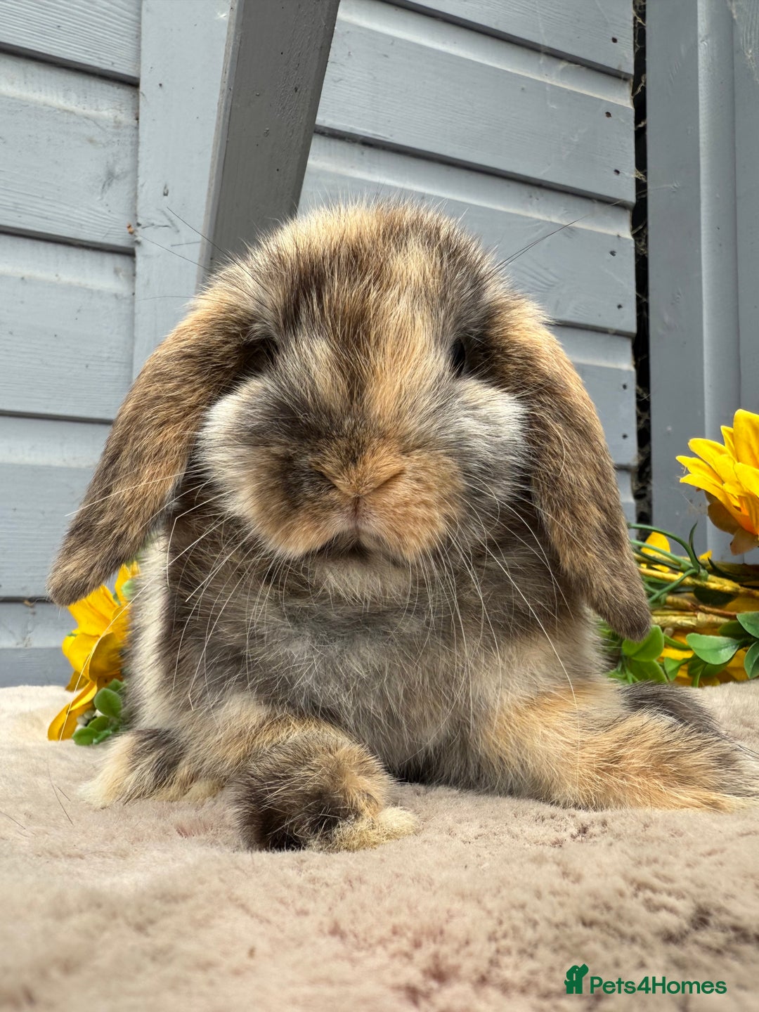 Mini Lop rabbits for sale: Stunning mini lop bunnies - Image 3