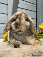Mini Lop rabbits - Advert 7