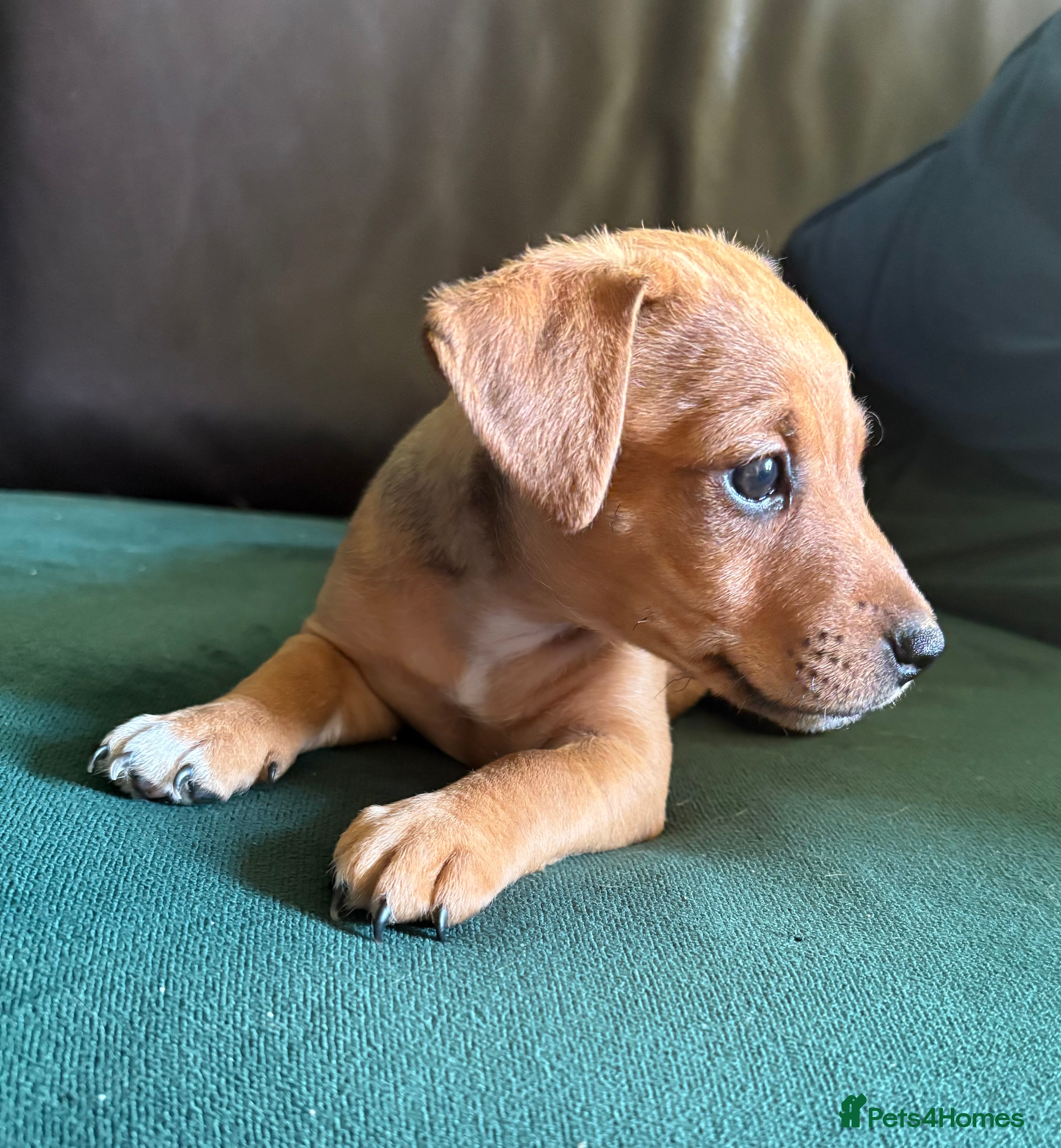 Jack Russell dogs Jack Russell Tan Puppies 1 male, 2 female  - Advert 2