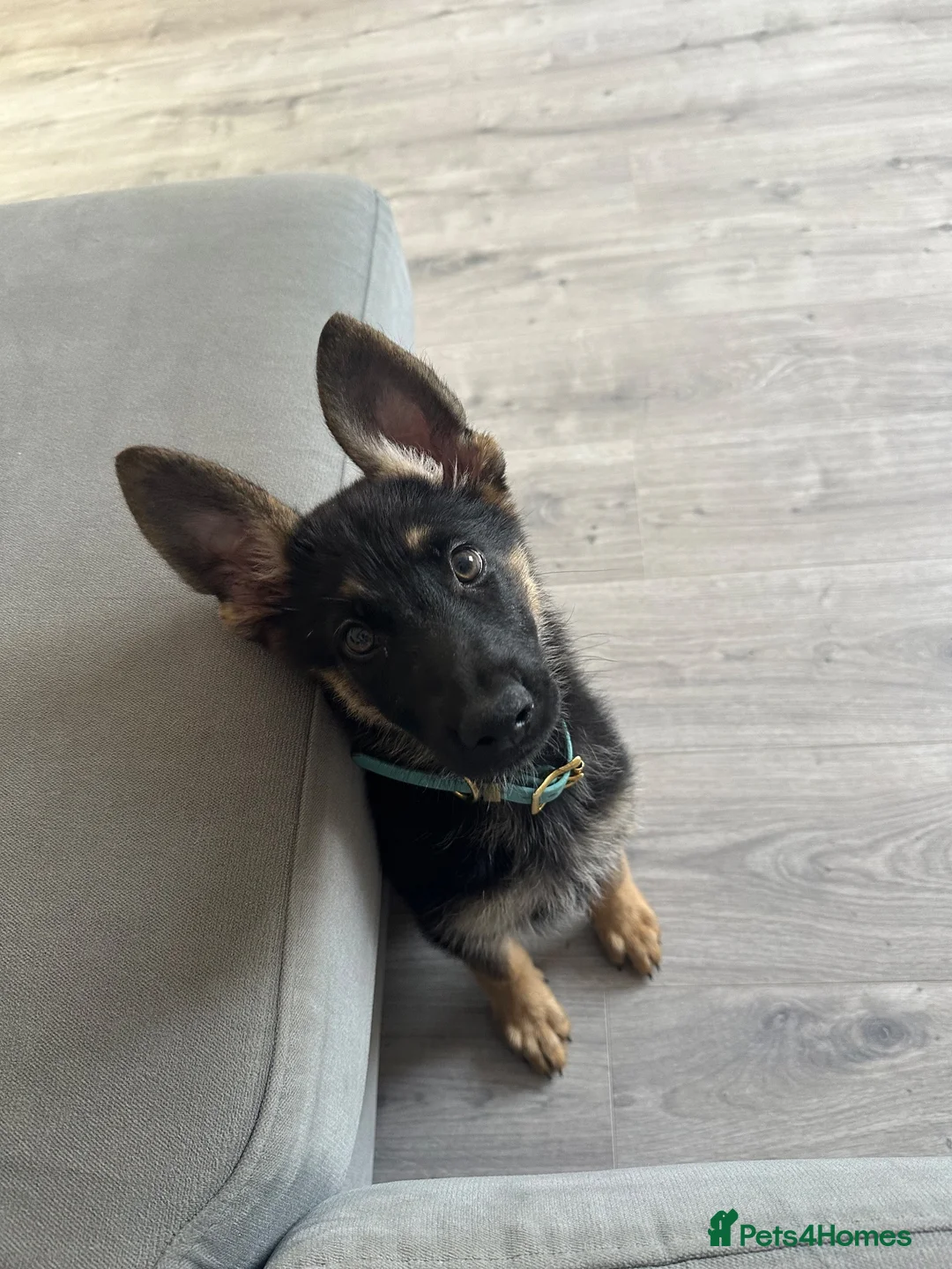German Shepherd dogs for sale: 13 week old GSD - Advert 5