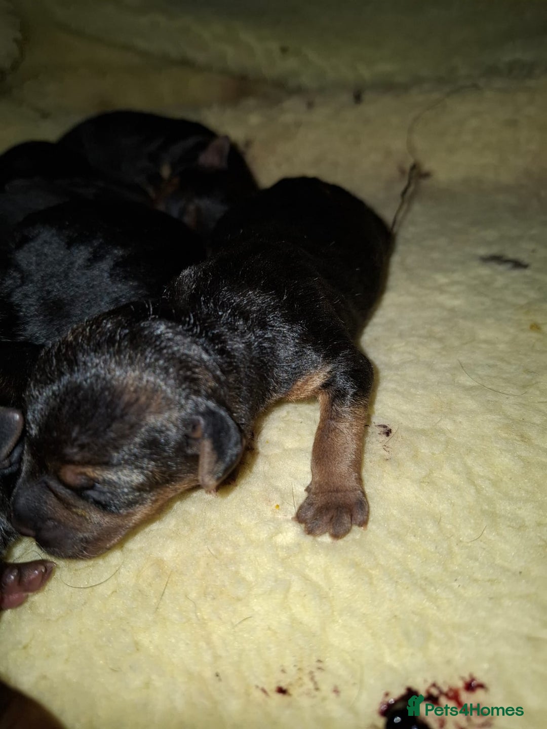 Lakeland Terrier dogs for sale: 🐾 Lakeland Terrier Puppies – Tag × Diesel 🐾 - Advert 14