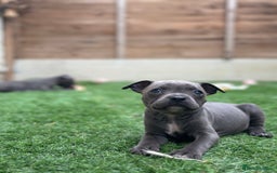 Staffordshire Bull Terrier dogs for sale: Quality Staffordshire Bull Terriers  - Image 11