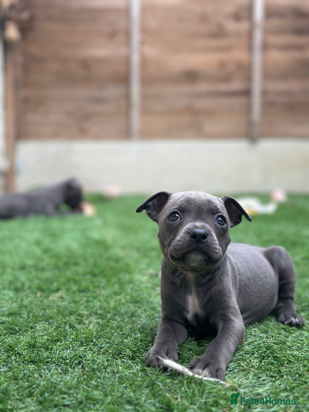Staffordshire Bull Terrier dogs for sale: Quality Staffordshire Bull Terriers  - Image 11