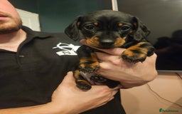 Miniature Dachshund dogs for sale: Miniature Dachshund puppies - Image 16