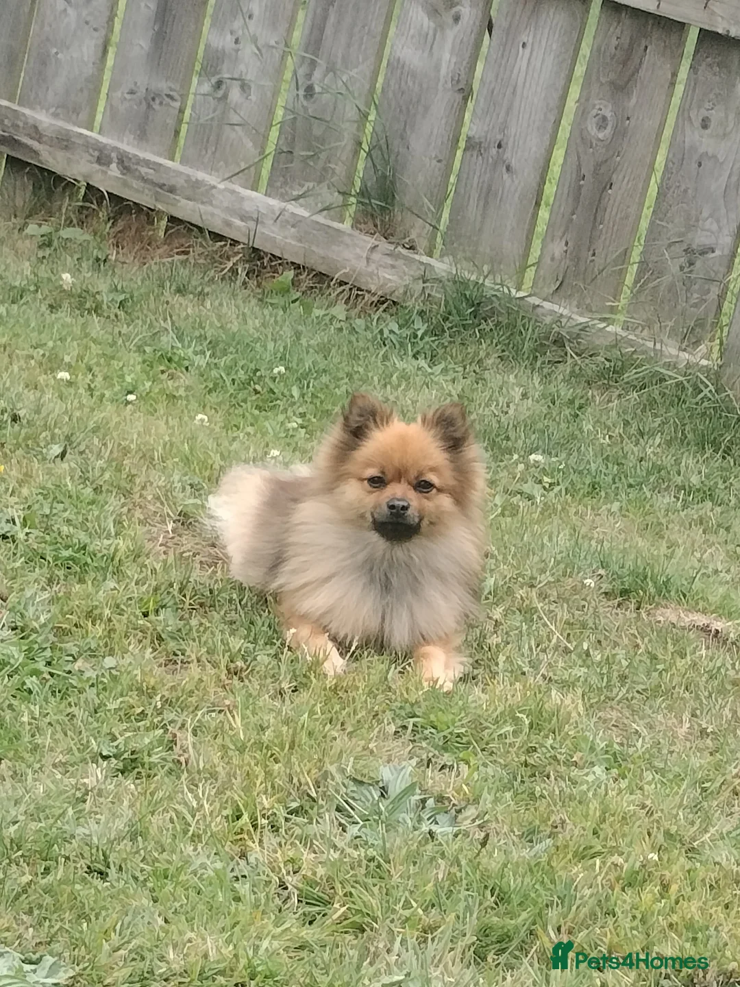 Mixed Breed dogs for sale: Yorkie poms in Peterlee - Advert 2