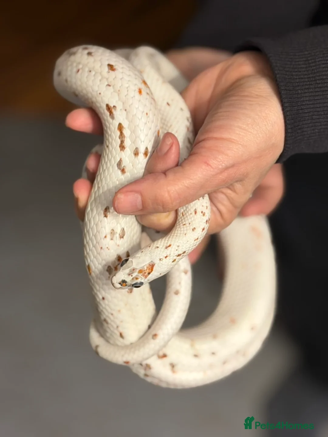 Corn Snake reptiles for sale: Corn Snake, male, Palmetto - Advert 1