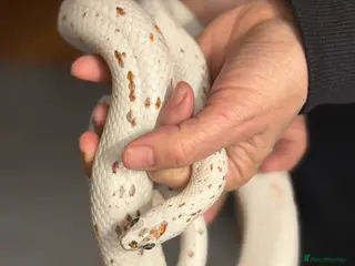 Corn Snake reptiles Corn Snake, male, Palmetto - Advert 2