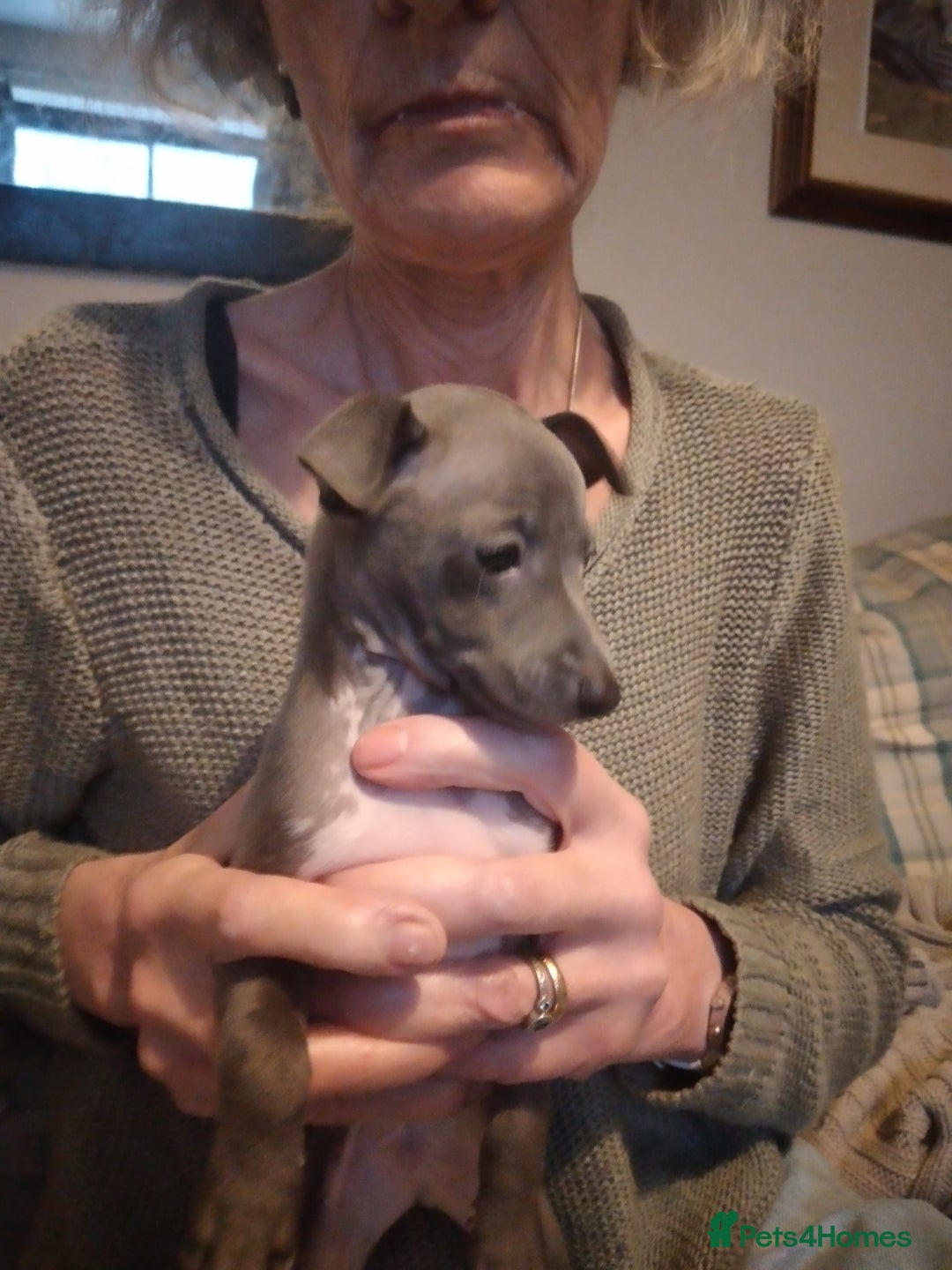 Italian Greyhound dogs for sale: Beautiful KC registered puppies - Advert 6