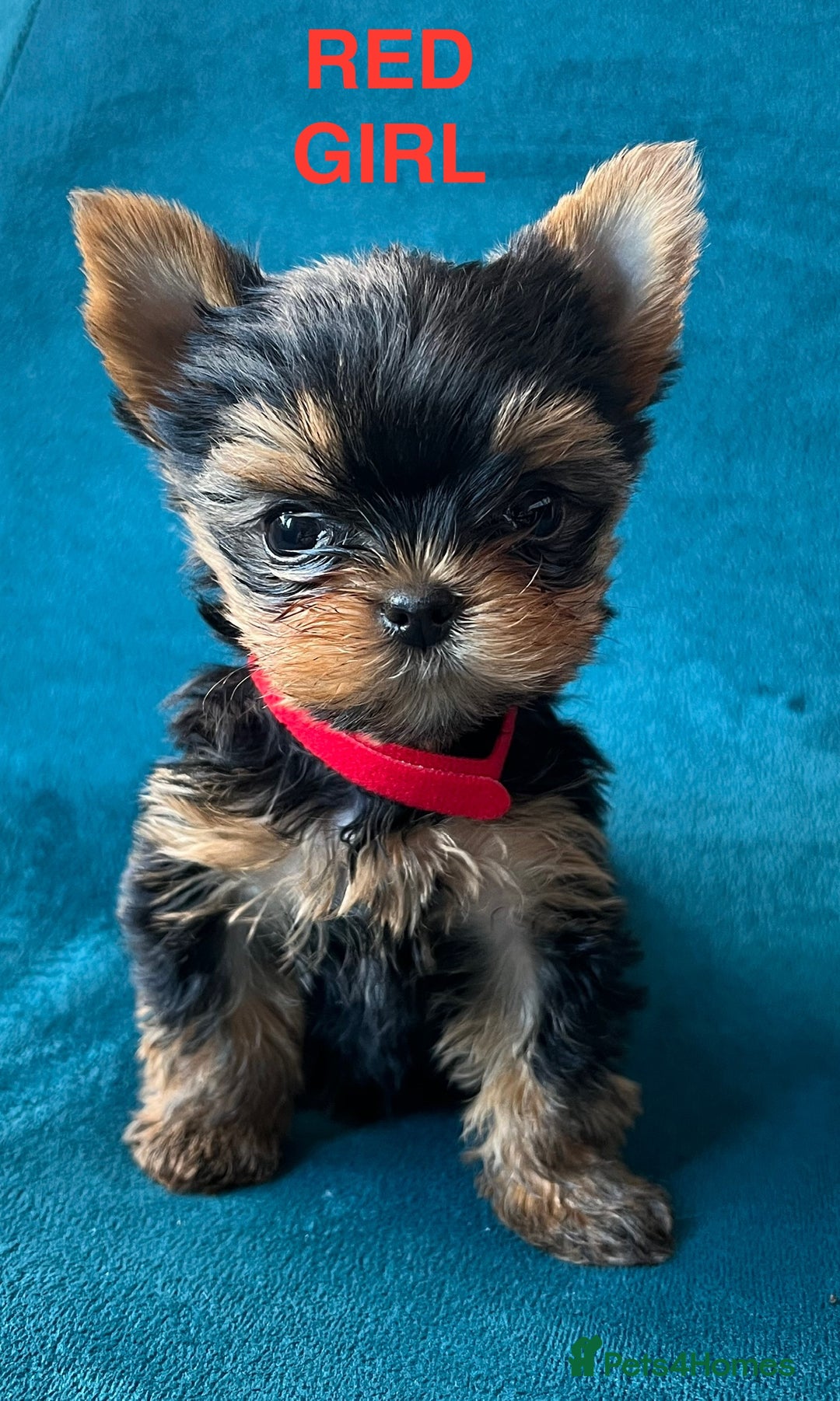 Yorkshire Terrier dogs for sale: Baby face mini pedigree YORKIE pups - Image 3