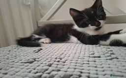 Mixed Breed cats for sale: Female kitten looking for new home - Image 3