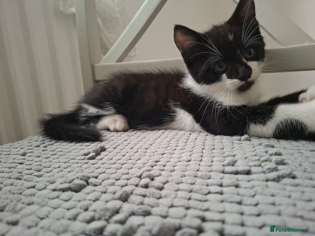 Mixed Breed cats for sale: Female kitten looking for new home - Image 3