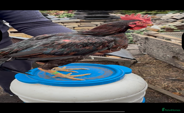Chickens poultry - Advert 8
