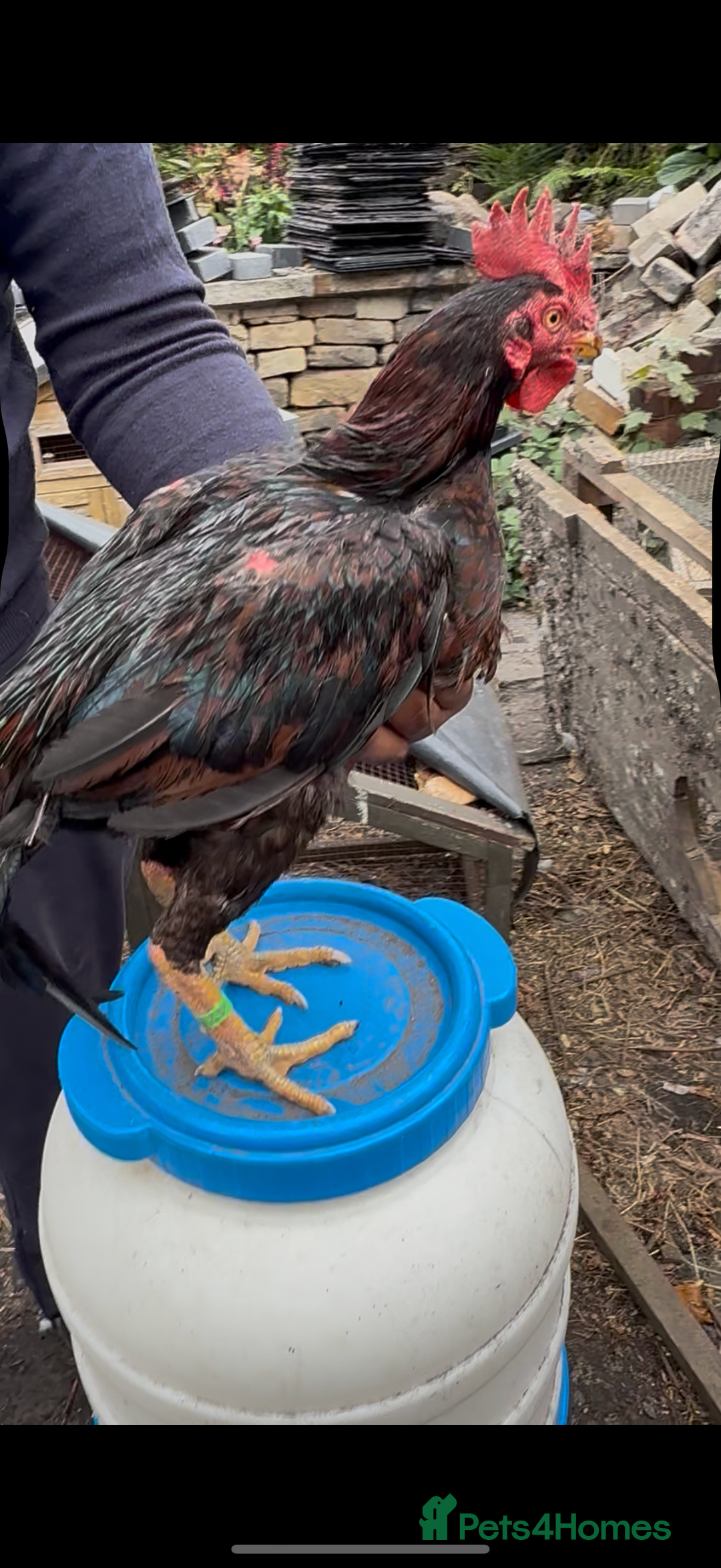 Chickens poultry for sale: Bengum Aseel rooster pakistani begum - Image 1