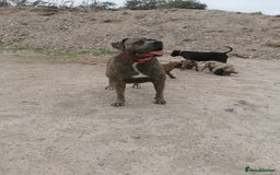 Bandog dogs for sale: Bandog/Bandogee puppies for sale.  - Image 1