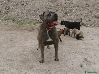 Bandog dogs - Advert 1