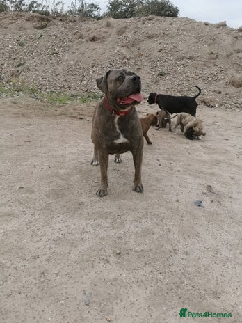 Bandog dogs - Advert 1