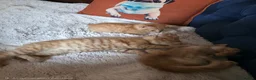 Mixed Breed cats for sale: Beautiful ginger kittens  - Advert 8