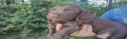 Cocker Spaniel dogs for sale: Cocker Spaniel Puppies Top Quality - Advert 9