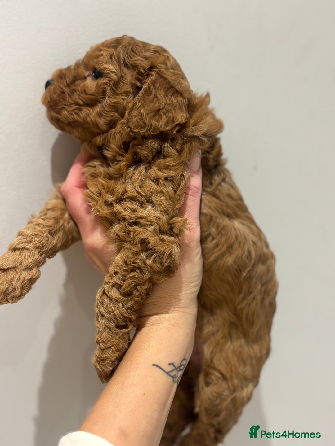 Cockapoo dogs for sale: Stunning cockapoo puppies - Advert 20