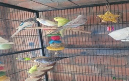 Budgerigars birds for sale: Baby Budgies  - Image 5